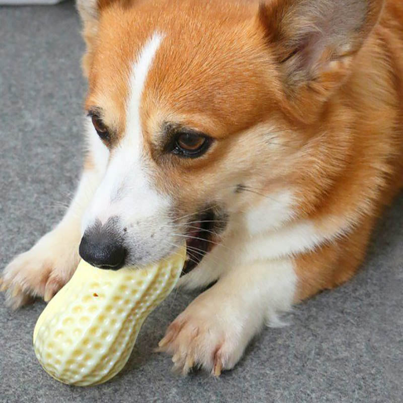 Dog holding a cream peanut-shaped squeaky toy in its mouth.